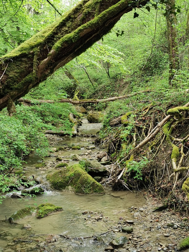 Cérémonie symbolique